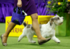 Who won the Westminster Dog Show in 2023? Breed results, group winners & Best in Show