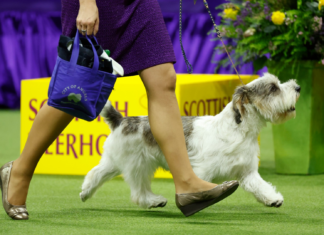 Who won the Westminster Dog Show in 2023? Breed results, group winners & Best in Show