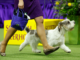 Who won the Westminster Dog Show in 2023? Breed results, group winners & Best in Show