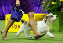 Who won the Westminster Dog Show in 2023? Breed results, group winners & Best in Show