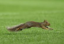 Squirrel runs onto Yankee Stadium field during Red Sox-Yankees game