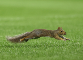 Squirrel runs onto Yankee Stadium field during Red Sox-Yankees game
