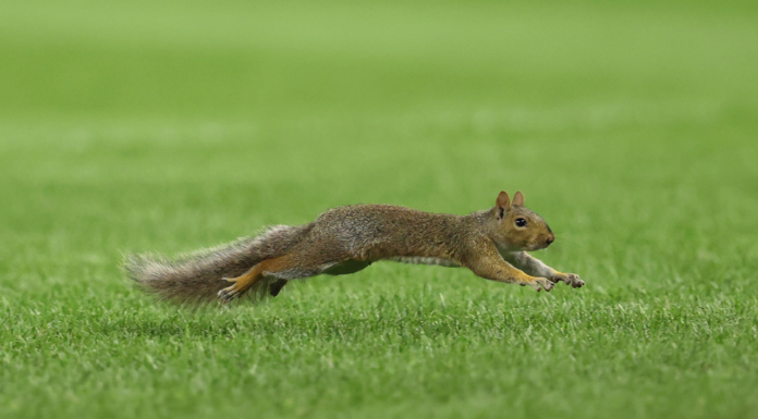 Squirrel runs onto Yankee Stadium field during Red Sox-Yankees game